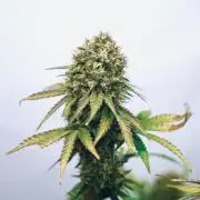 Raspberry Parfait #2025