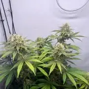 Raspberry Parfait #2025