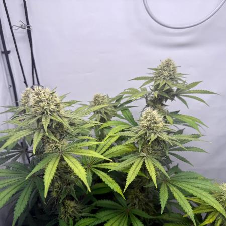 Raspberry Parfait #2025