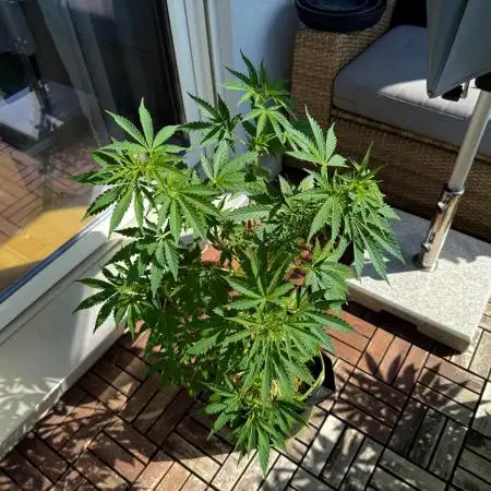 #2025 Balkon GROW Germany - Sticky Orang