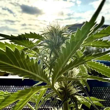 #2025 Balkon GROW Germany - Emerald Fire