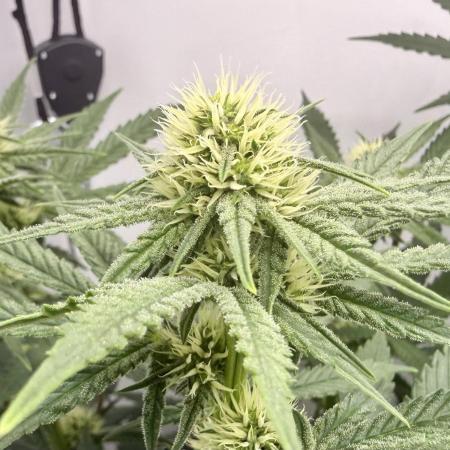 Raspberry Parfait #2025