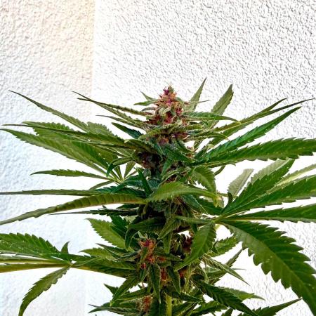 #2026 Balkon GROW Germany - Erdberre