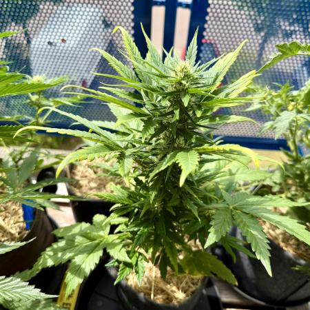 #2025 Balkon GROW Germany - +Speed
