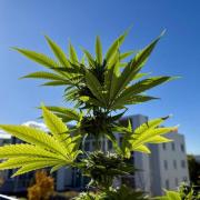 #2025 Balkon GROW Germany - Helly Jelly