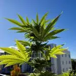 #2025 Balkon GROW Germany - Helly Jelly