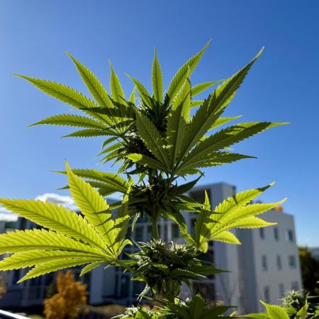 #2025 Balkon GROW Germany - Helly Jelly