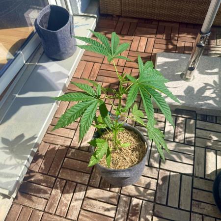 #2026 Balkon GROW Germany - All Gas OG