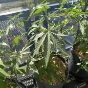 #2026 Balkon GROW Germany - Purple