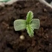 #2026 Balkon GROW Germany - Red Poison