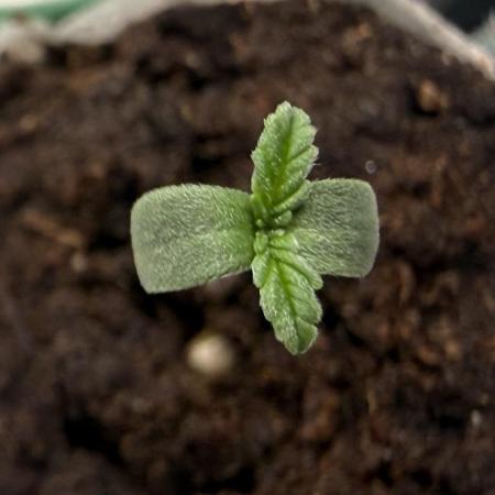 #2026 Balkon GROW Germany - Red Poison