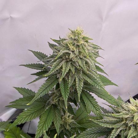 Orange Creampop #2025