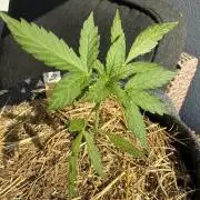 #2026 Balkon GROW Germany - Hindu Kush