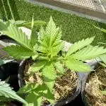 #2025 Balkon GROW Germany - Lemon Cherry
