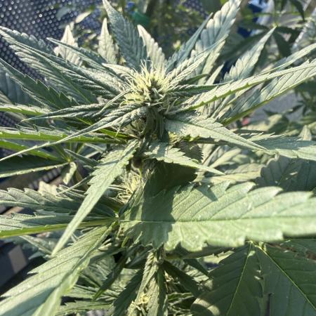 #2026 Balkon GROW Germany - Red Poison