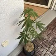 #2026 Balkon GROW Germany - Erdberre