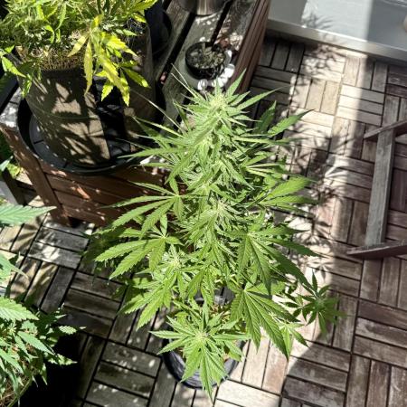 #2025 Balkon GROW Germany - Purple Haze