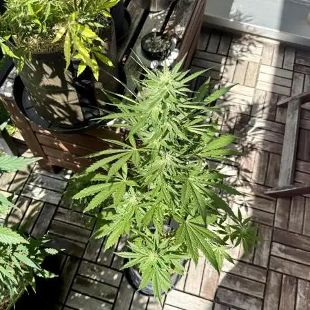 #2025 Balkon GROW Germany - Purple Haze