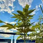 #2025 Balkon GROW Germany - +Speed