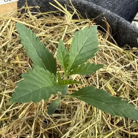 #2026 Balkon GROW Germany - All Gas OG