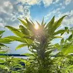 #2025 Balkon GROW Germany - +Speed