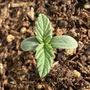 #2026 Balkon GROW Germany - Erdberre