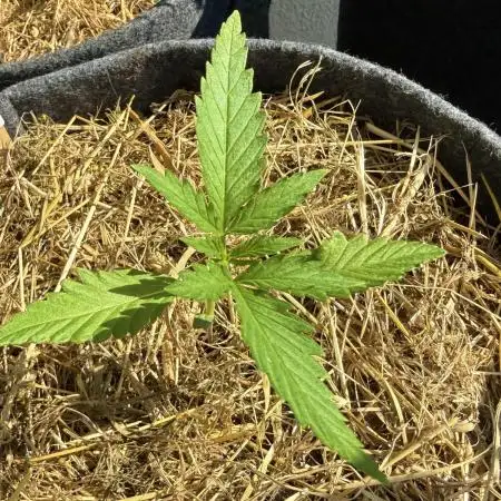 #2026 Balkon GROW Germany - Purple