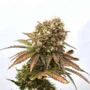 Raspberry Parfait #2025