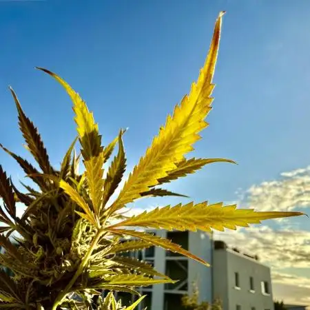 #2025 Balkon GROW Germany - Emerald Fire