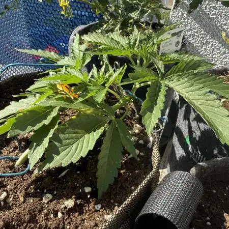 #2025 Balkon GROW Germany - Emerald Fire