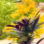 #2025 Balkon GROW Germany - Apple Blosso