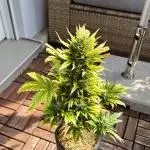 #2025 Balkon GROW Germany - +Speed