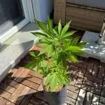#2025 Balkon GROW Germany - Lemon Cherry