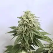 Orange Creampop #2025