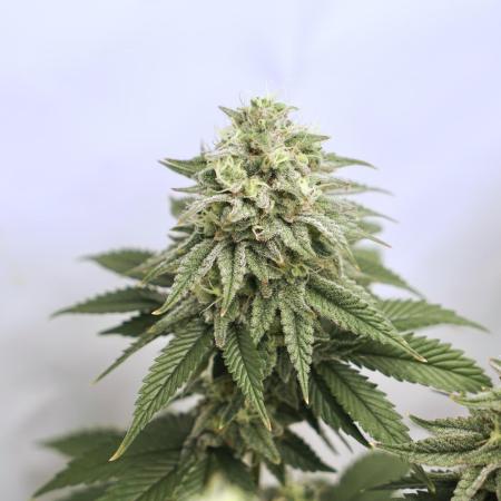 Orange Creampop #2025