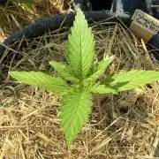 #2026 Balkon GROW Germany - Erdberre