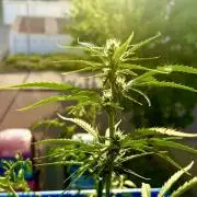 #2026 Balkon GROW Germany - GSC