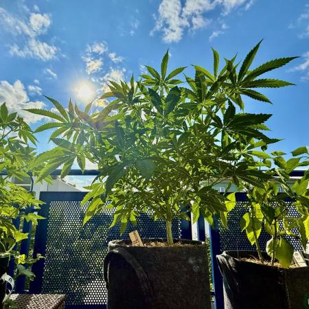 #2025 Balkon GROW Germany - Apple Blosso