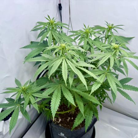 Raspberry Parfait #2025