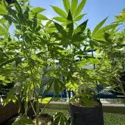 #2026 Balkon GROW Germany - All Gas OG