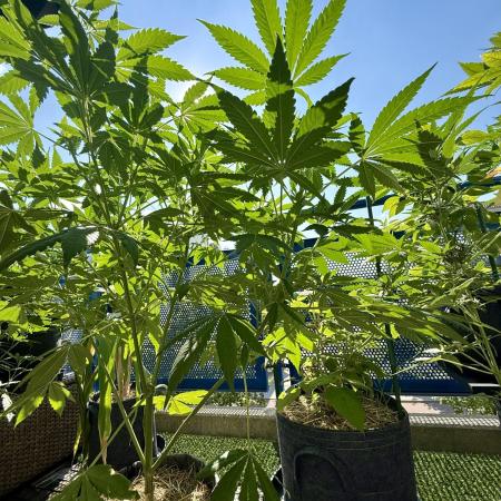 #2026 Balkon GROW Germany - All Gas OG