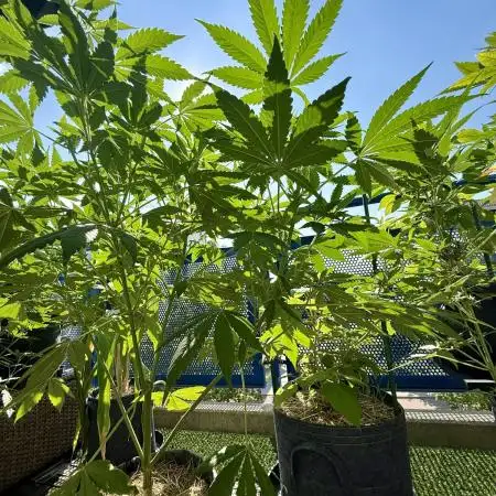 #2026 Balkon GROW Germany - All Gas OG