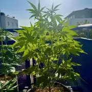 #2026 Balkon GROW Germany - Runtz