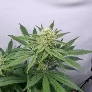 Raspberry Parfait #2025