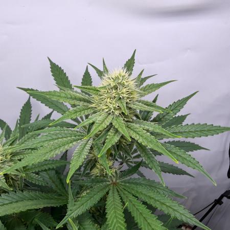 Raspberry Parfait #2025