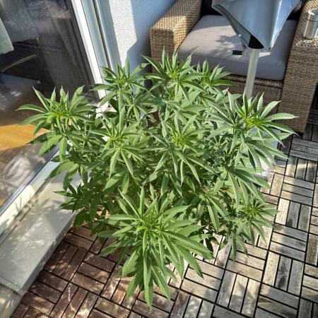 #2025 Balkon GROW Germany - Apple Blosso