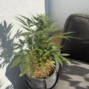 #2026 Balkon GROW Germany - Hindu Kush