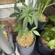 #2026 Balkon GROW Germany - Erdberre