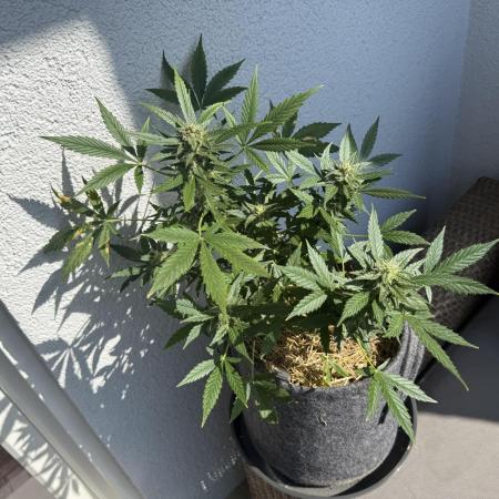 #2026 Balkon GROW Germany - Maui Wowie