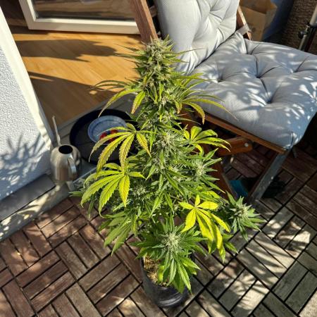 #2025 Balkon GROW Germany - Purple Haze
